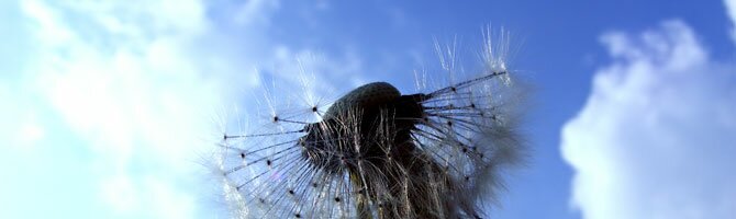 pact-craniosacral-therapy representation of cst