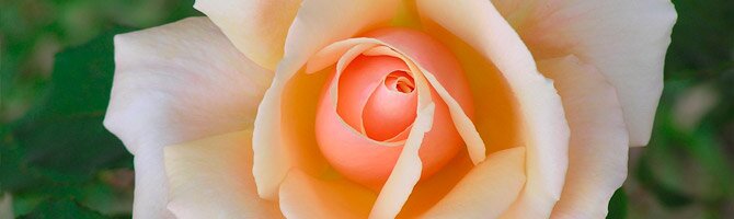 pact-craniosacral-therapy history